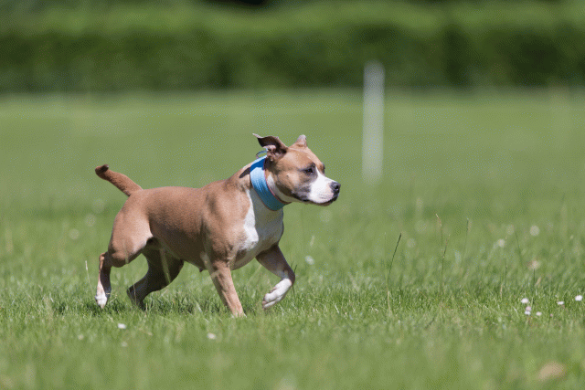 Cs3Q5593 20501986001 O