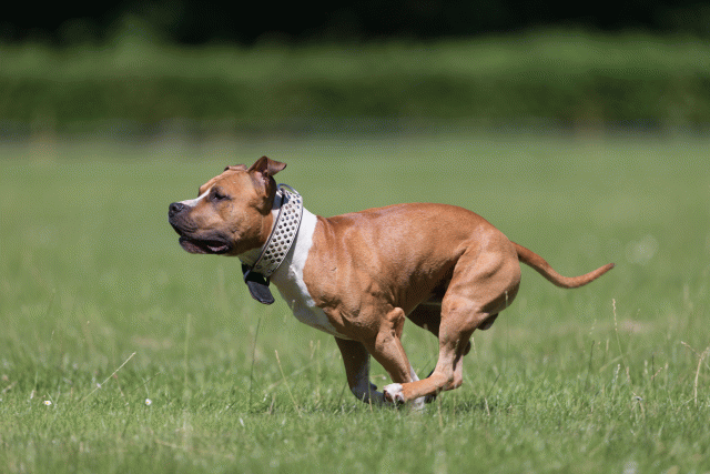 Cs3Q5516 20502061151 O