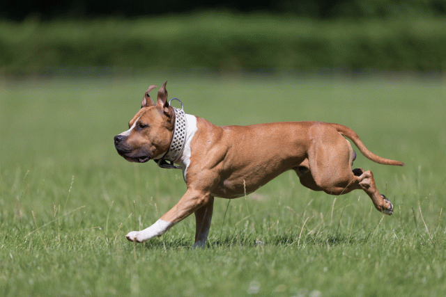 Cs3Q5515 20502062931 O