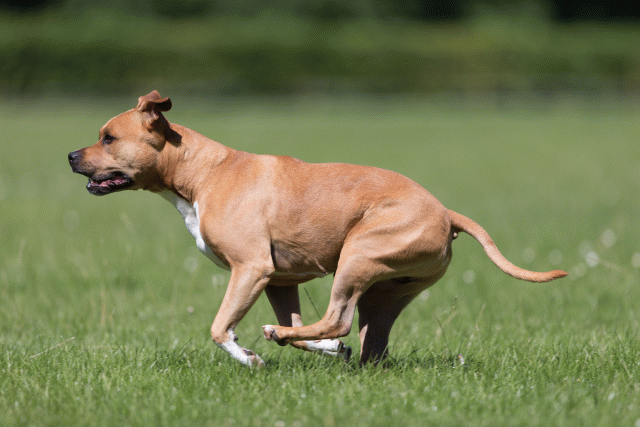 Cs3Q5500 20502079511 O