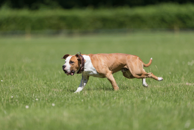 Cs3Q5334 20502233461 O