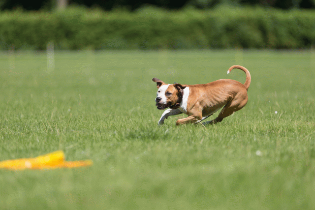 Cs3Q5329 20502239791 O