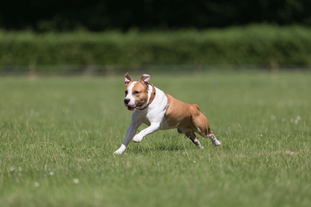 Cs3Q5227 19873348254 O