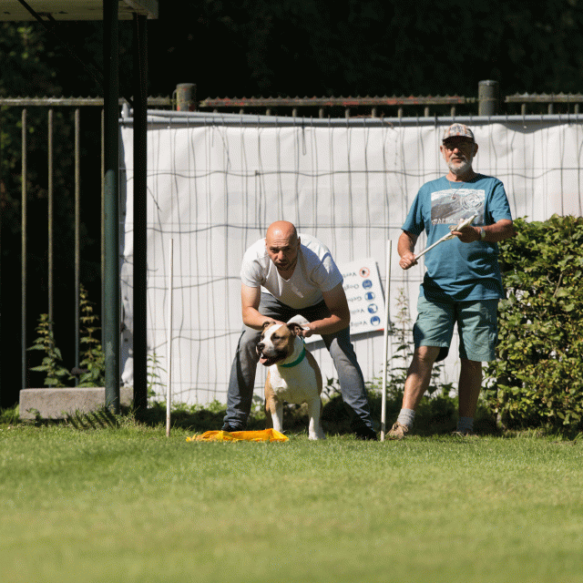 Cs3Q4990 19873519324 O