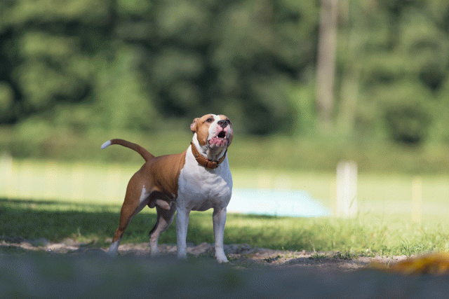 Cs3Q4555 19873637304 O