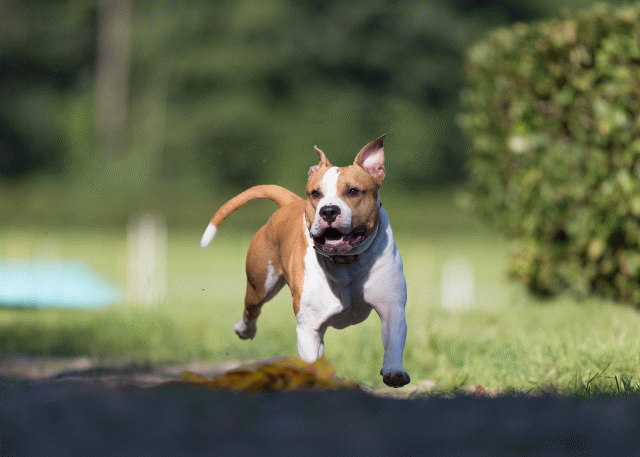 Cs3Q4553 19873638664 O