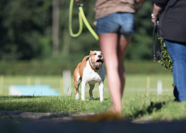 Cs3Q4533 19873660204 O