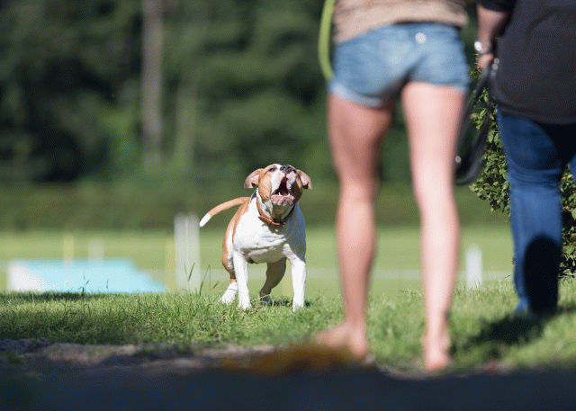 Cs3Q4532 19873661374 O