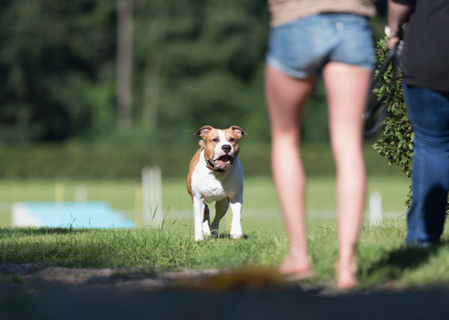 Cs3Q4531 19873662614 O