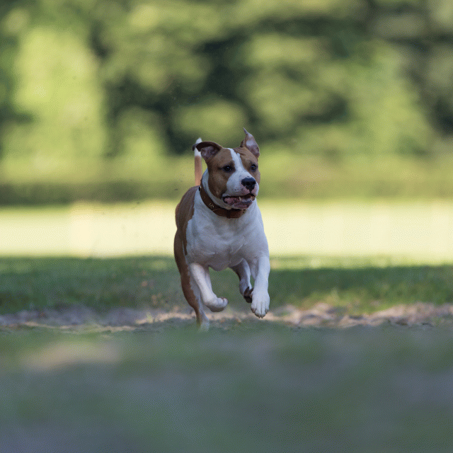 Cs3Q4516 19874563993 O