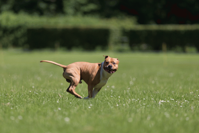 Cs3Q5168 19875149663 O