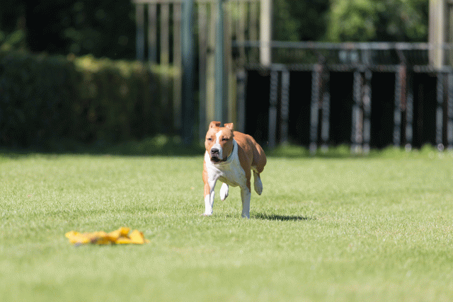 Cs3Q4896 19875293043 O