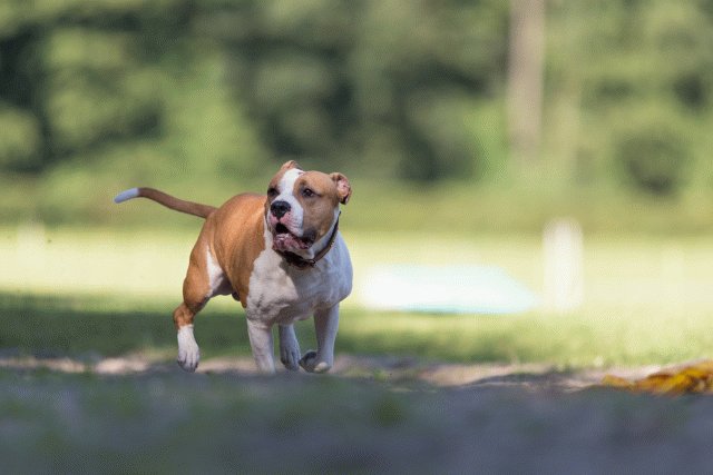 Cs3Q4570 19875366803 O