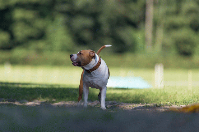 Cs3Q4561 19875377343 O