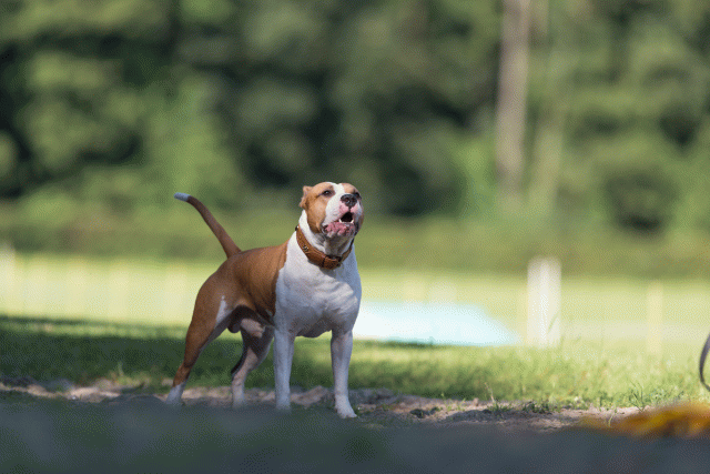 Cs3Q4556 19875383523 O