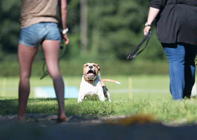 Cs3Q4536 19875403473 O