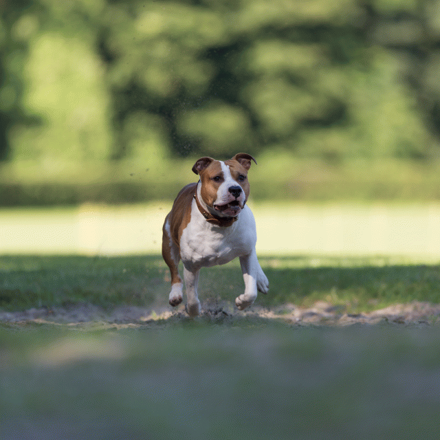 Cs3Q4515 19875415073 O