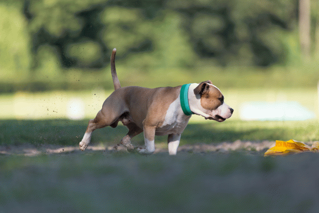 Cs3Q4500 19875423523 O