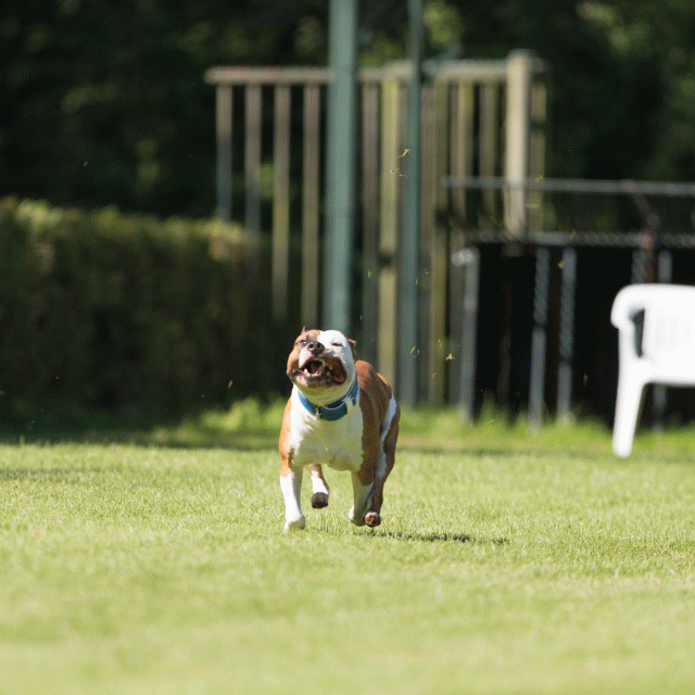 Cs3Q5044 20308062200 O