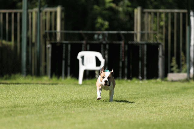 Cs3Q4994 20308104000 O