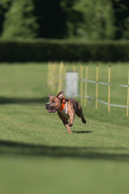 Cs3Q4598 20308236518 O