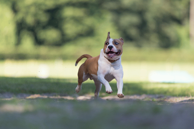 Cs3Q4568 20308247378 O