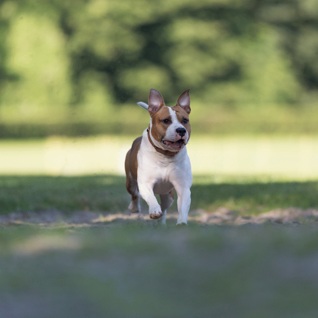 Cs3Q4517 20308250780 O