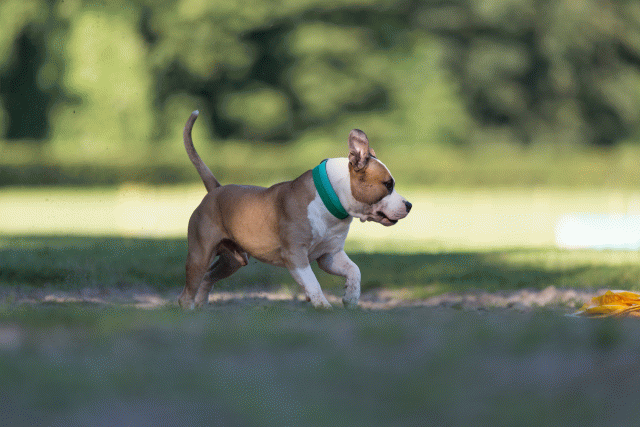 Cs3Q4498 20308263680 O