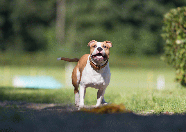 Cs3Q4550 20308267528 O