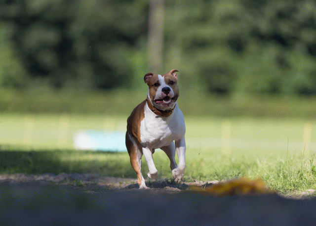 Cs3Q4546 20308272178 O