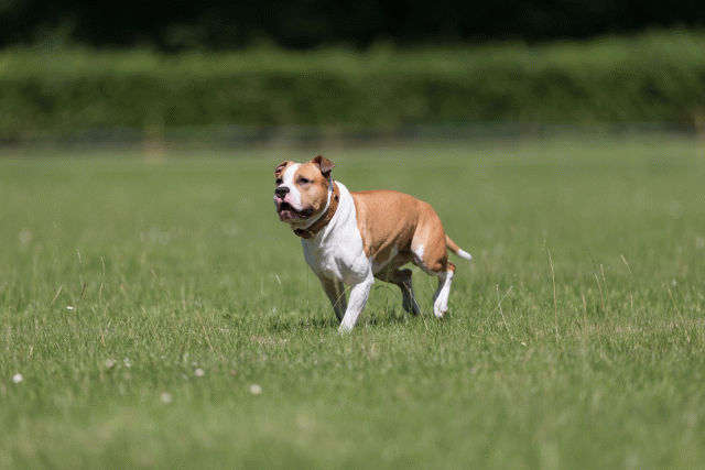 Cs3Q5228 20309341939 O