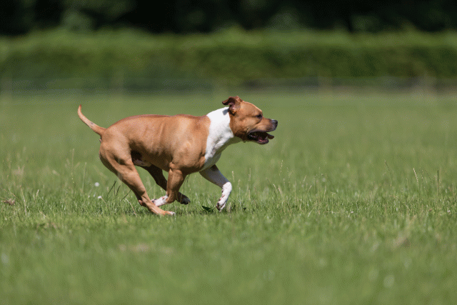 Cs3Q5184 20309382829 O