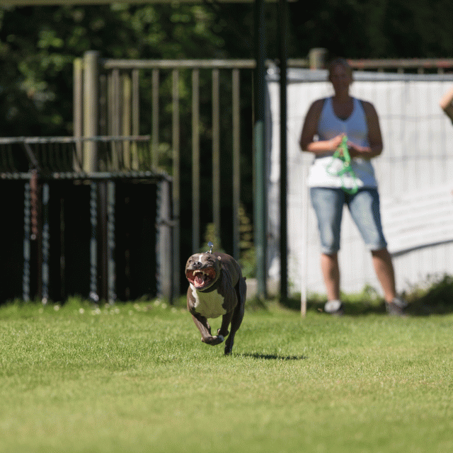 Cs3Q5017 20309494849 O