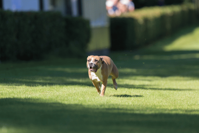 Cs3Q4781 20309592779 O