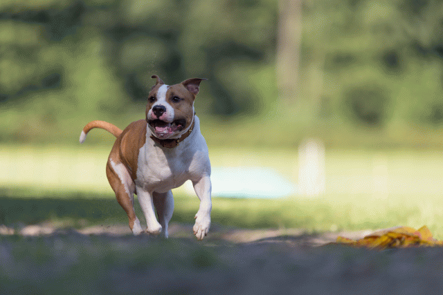 Cs3Q4571 20309613939 O