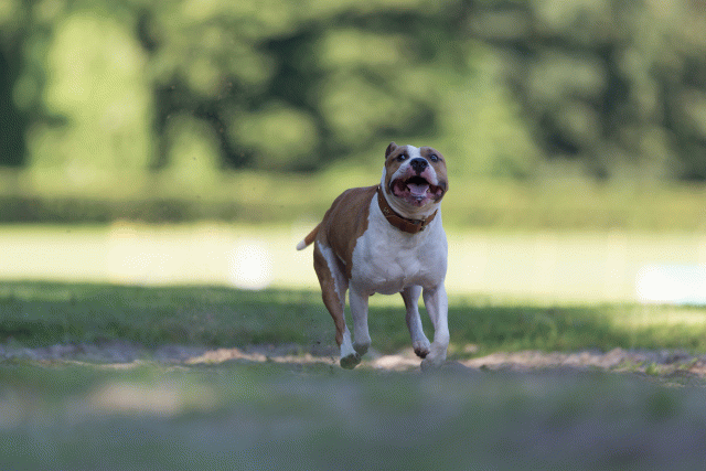 Cs3Q4566 20309618909 O