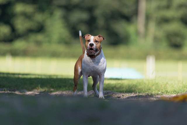 Cs3Q4558 20309629319 O