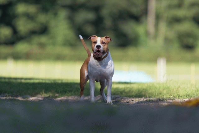 Cs3Q4557 20309630619 O