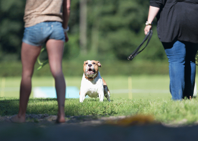 Cs3Q4535 20309652019 O