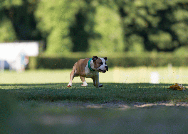 Cs3Q4494 20309678619 O