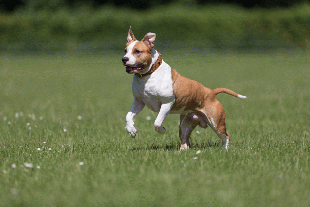 Cs3Q5230 20469788816 O