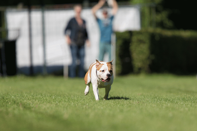 Cs3Q4811 20470034666 O