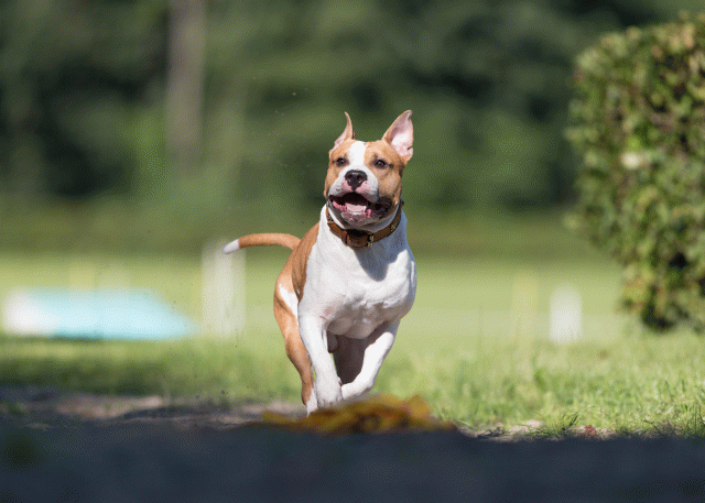 Cs3Q4551 20470085096 O