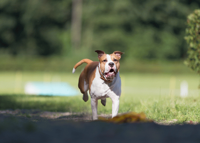 Cs3Q4549 20470087686 O