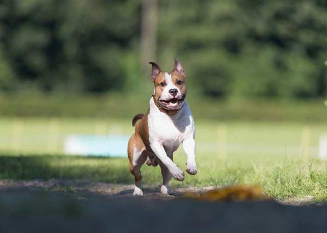 Cs3Q4547 20470090146 O