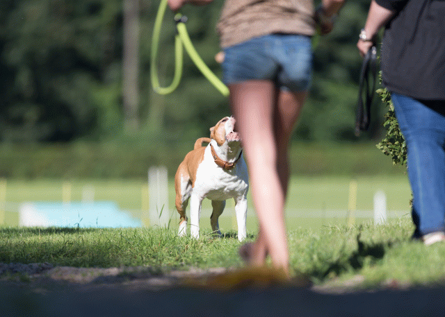 Cs3Q4534 20470101926 O