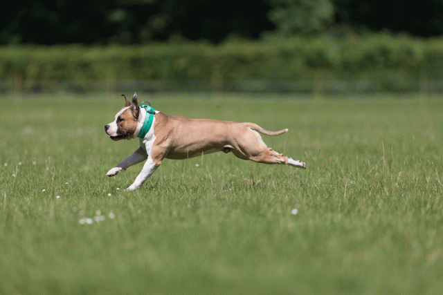 Cs3Q5204 20487246242 O