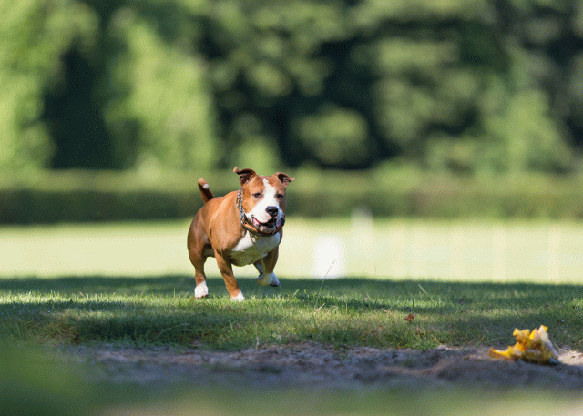 Cs3Q4683 20487481102 O