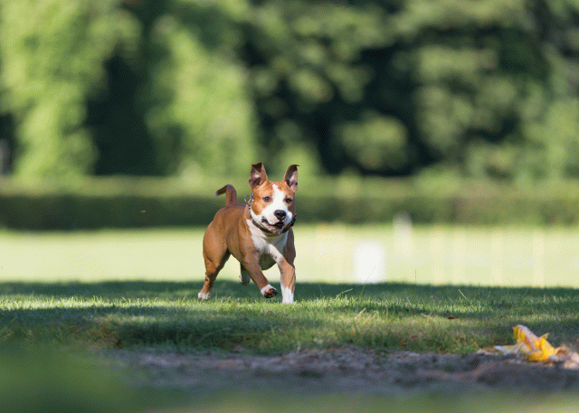 Cs3Q4682 20487482742 O