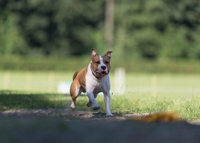 Cs3Q4544 20487524652 O